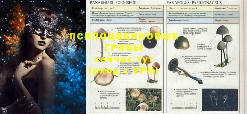 Галлюциногенные грибы Magic Shrooms  наркошоп  Большой Камень 